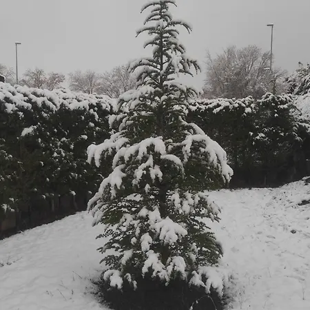 Abuela Carmen 리아노
